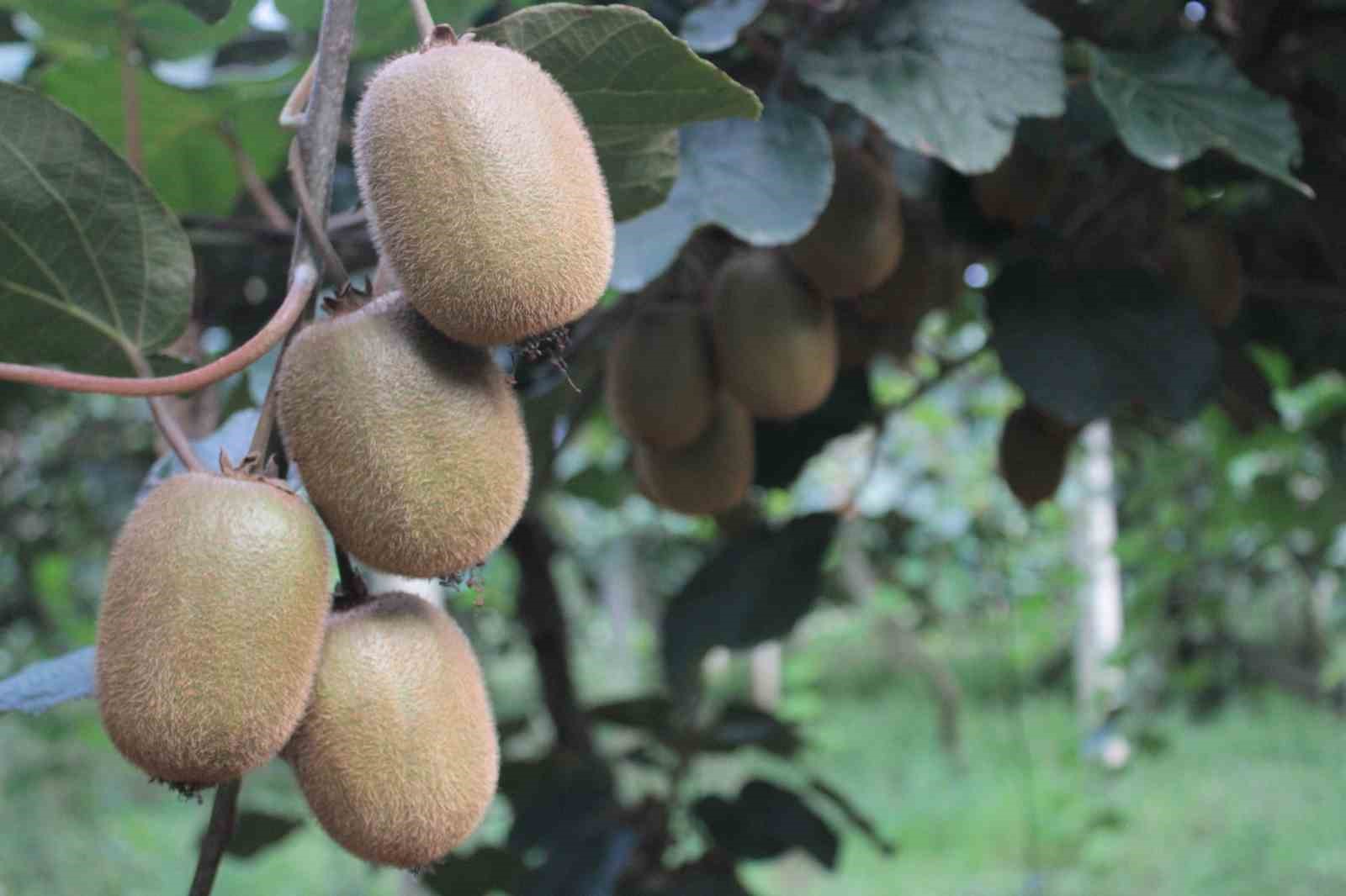 Ordu kivisinde rekolte düşüşü 