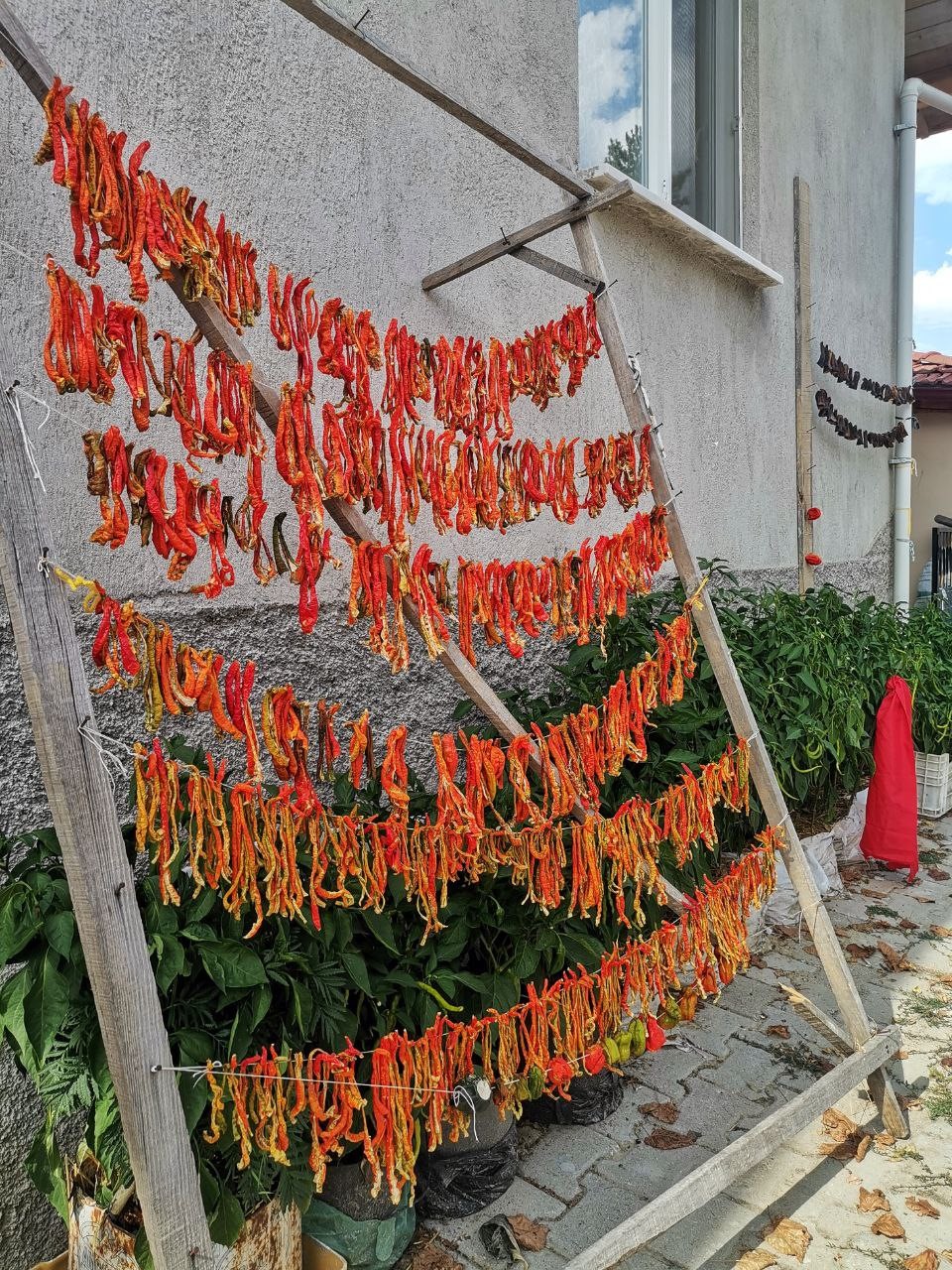 Gedizli köylüler ata tohumu özlemi çekiyor