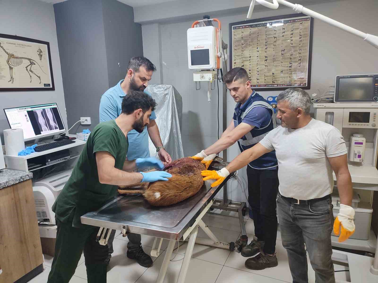 Ünye’de yaralı karaca tedavi altına alındı