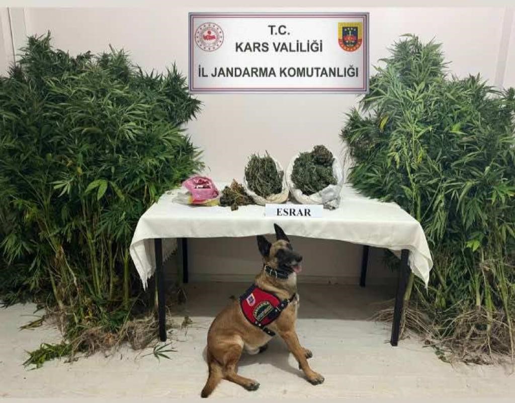 Kars’ta uyuşturucu tacirleri dedektör köpek Termal’a takıldı