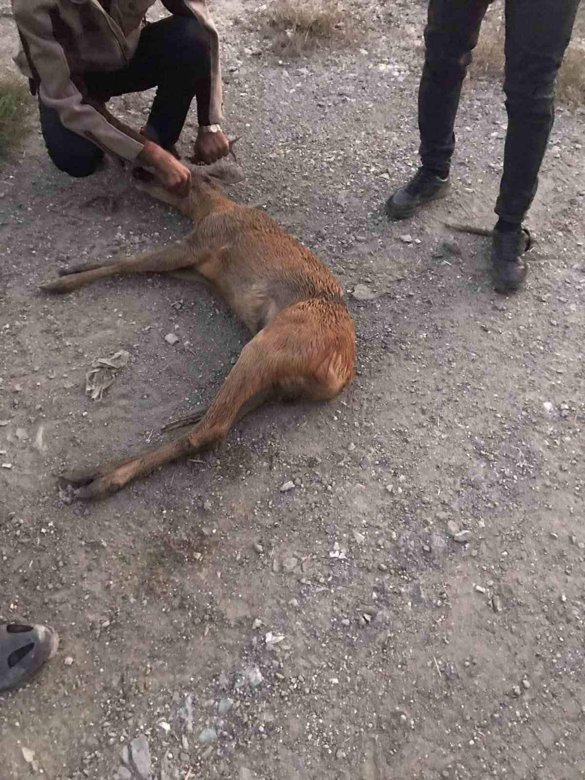 Kastamonu’da yola çıkan ceylana kamyonet çartı: 2 yaralı