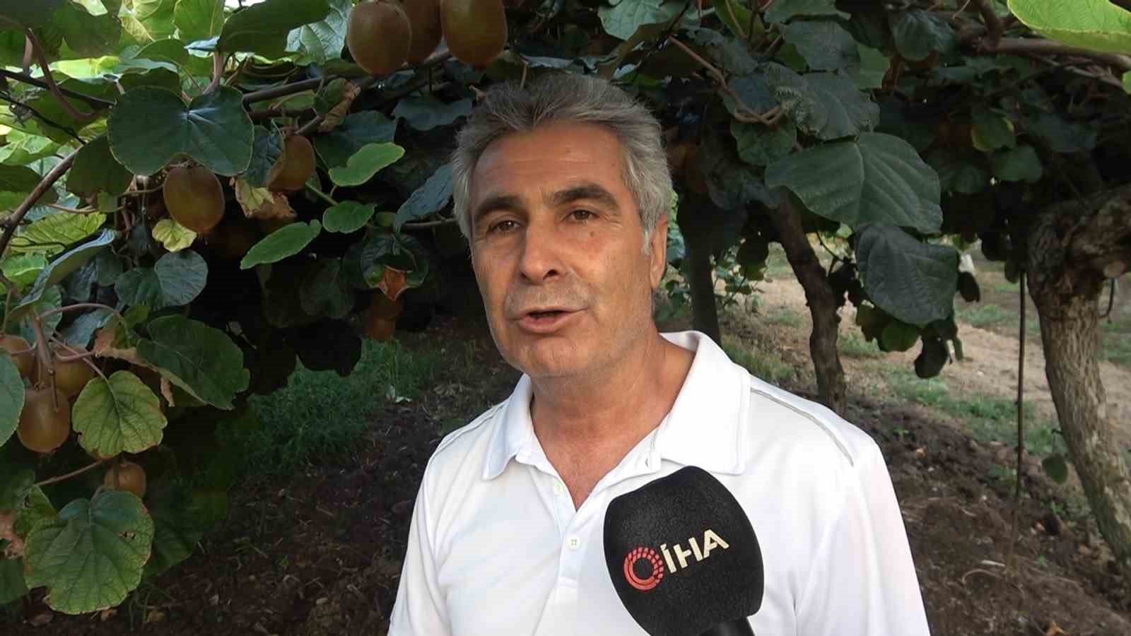 Yalova kivisi bu yıl &uuml;reticisinin y&uuml;z&uuml;n&uuml; g&uuml;ld&uuml;recek
