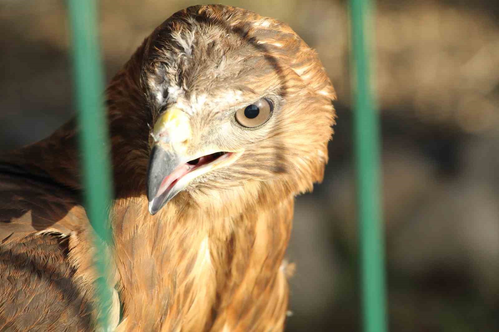 Bitkin halde bulunan kuşlar tedavi altına alındı
