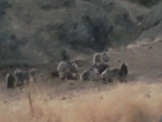 Tunceli’de bozayılar grup halinde görüntülendi