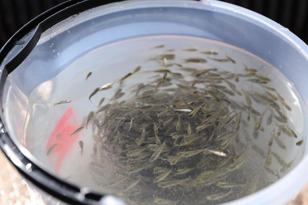 800 bin yavru sazan balığı suyla buluşturuldu
