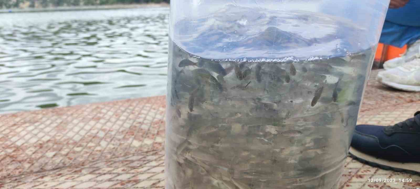 Erbaa&rsquo;da baraj ve g&ouml;letlere 6 bin sazan yavrusu bırakıldı
