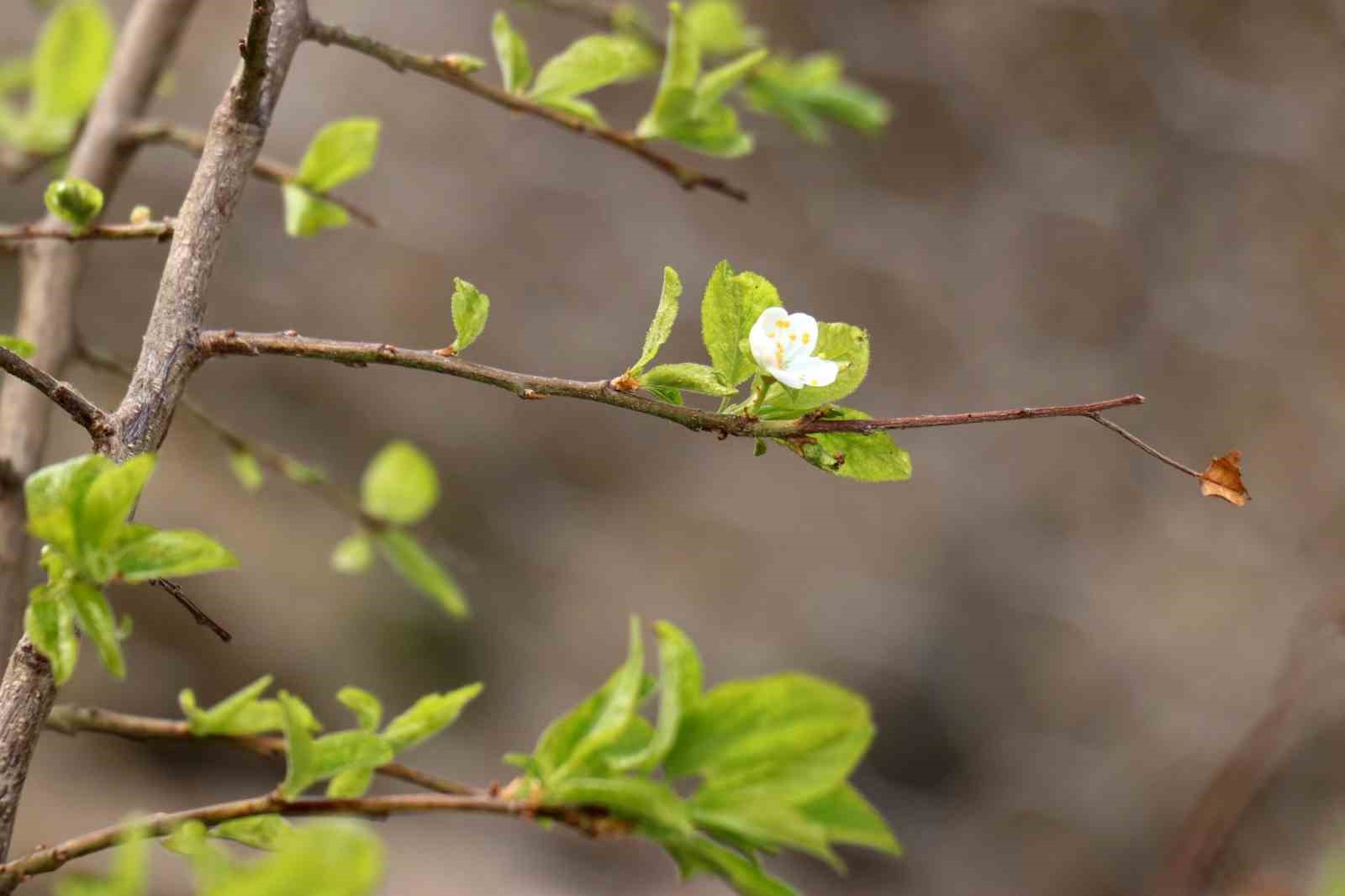 Gümüşhane’de Eylül ayının ortasında erik ağacı çiçek açtı