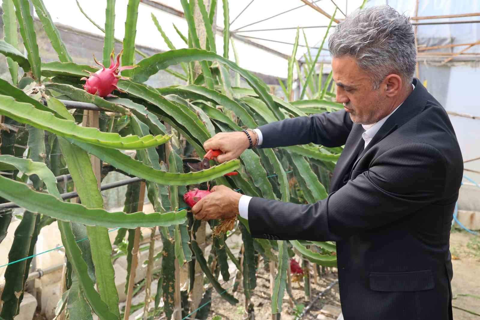 Tropikal meyve olan &rsquo;Ejder&rsquo;in Bilecik&rsquo;te ilk hasadı yapıldı
