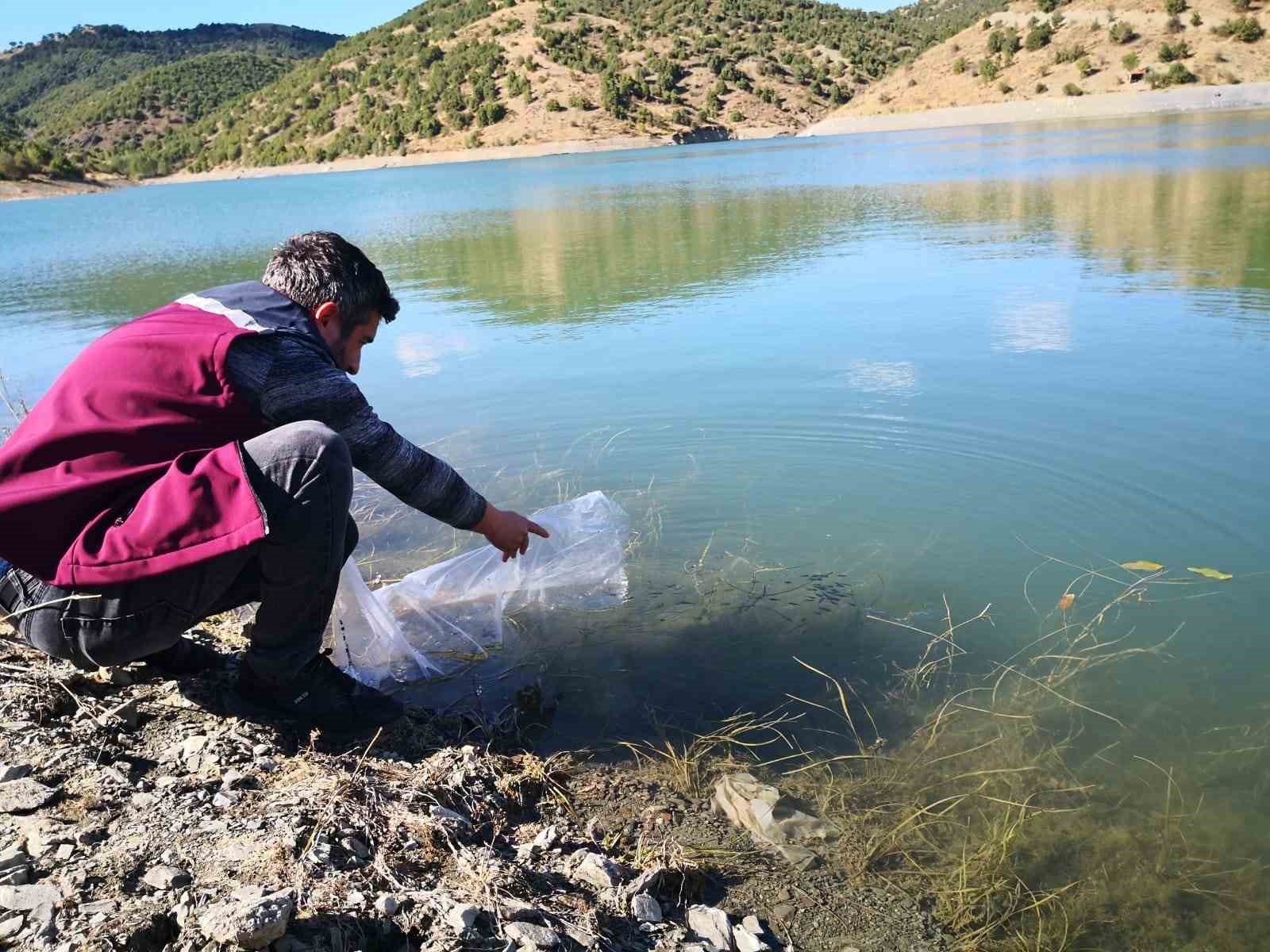 Çankırı’daki 26 gölete 562 bin yavru sazan balığı bırakıldı