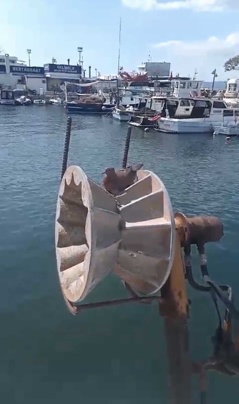 Kumru balık&ccedil;ı teknesine yuva yaptı
