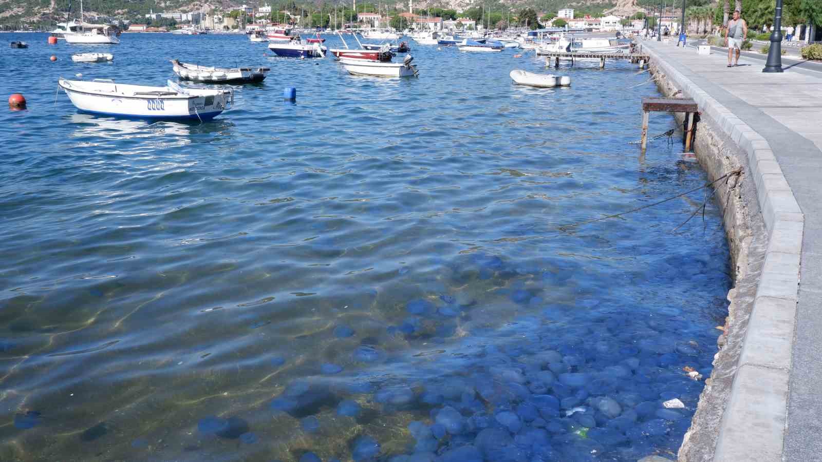 Fo&ccedil;a&rsquo;da denizanası istilası s&uuml;r&uuml;yor: Su altı kamerasıyla istila g&ouml;r&uuml;nt&uuml;lendi
