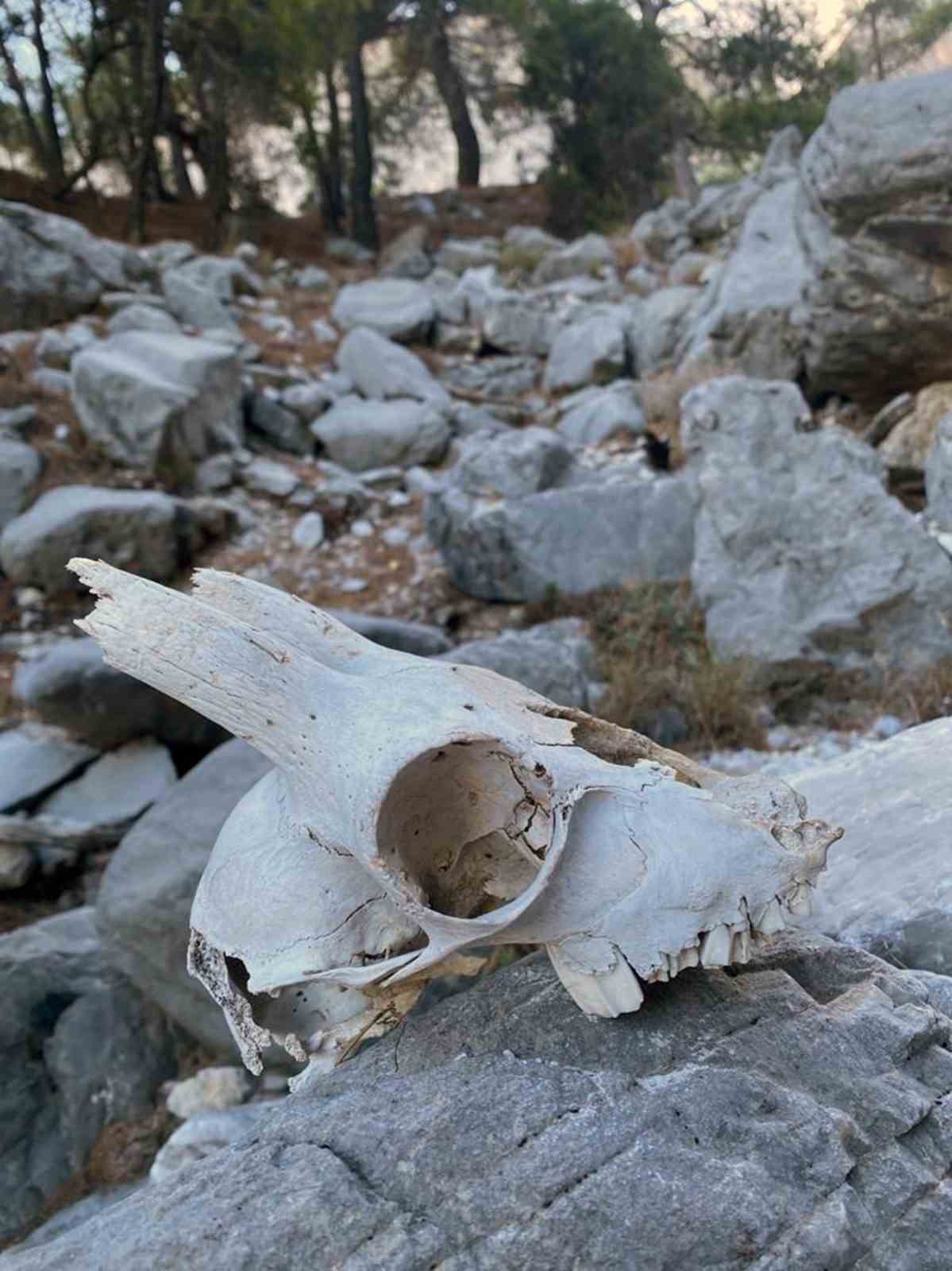 Dağcılık kulübü üyelerini hayrete düşüren avcı kulübesi
