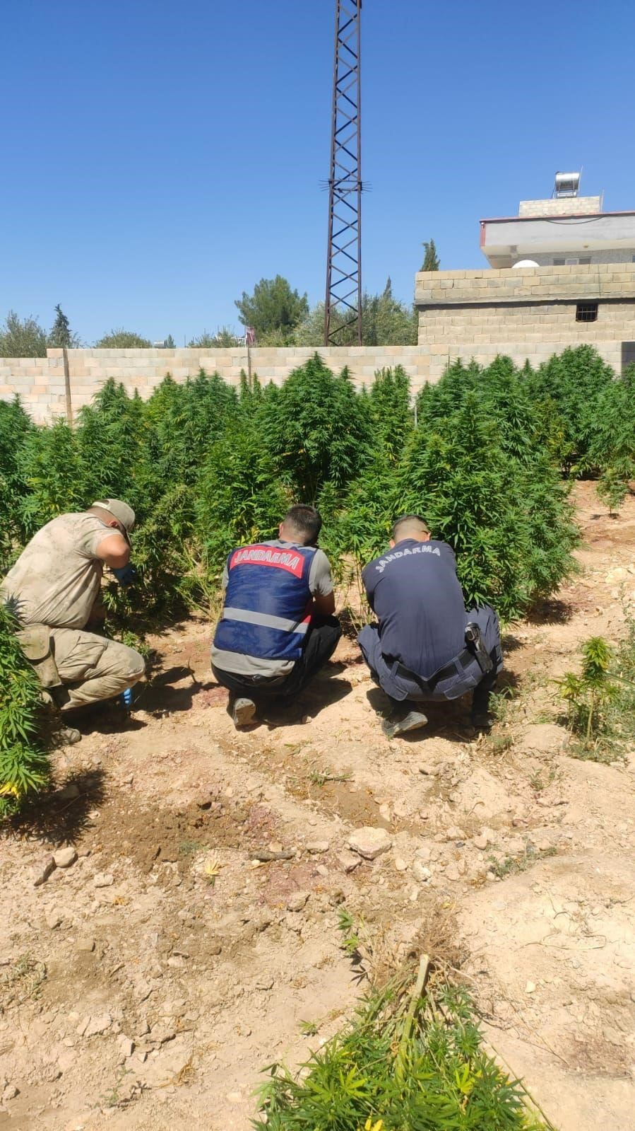 Evinin bahçesine kenevir eken kadın gözaltına alındı