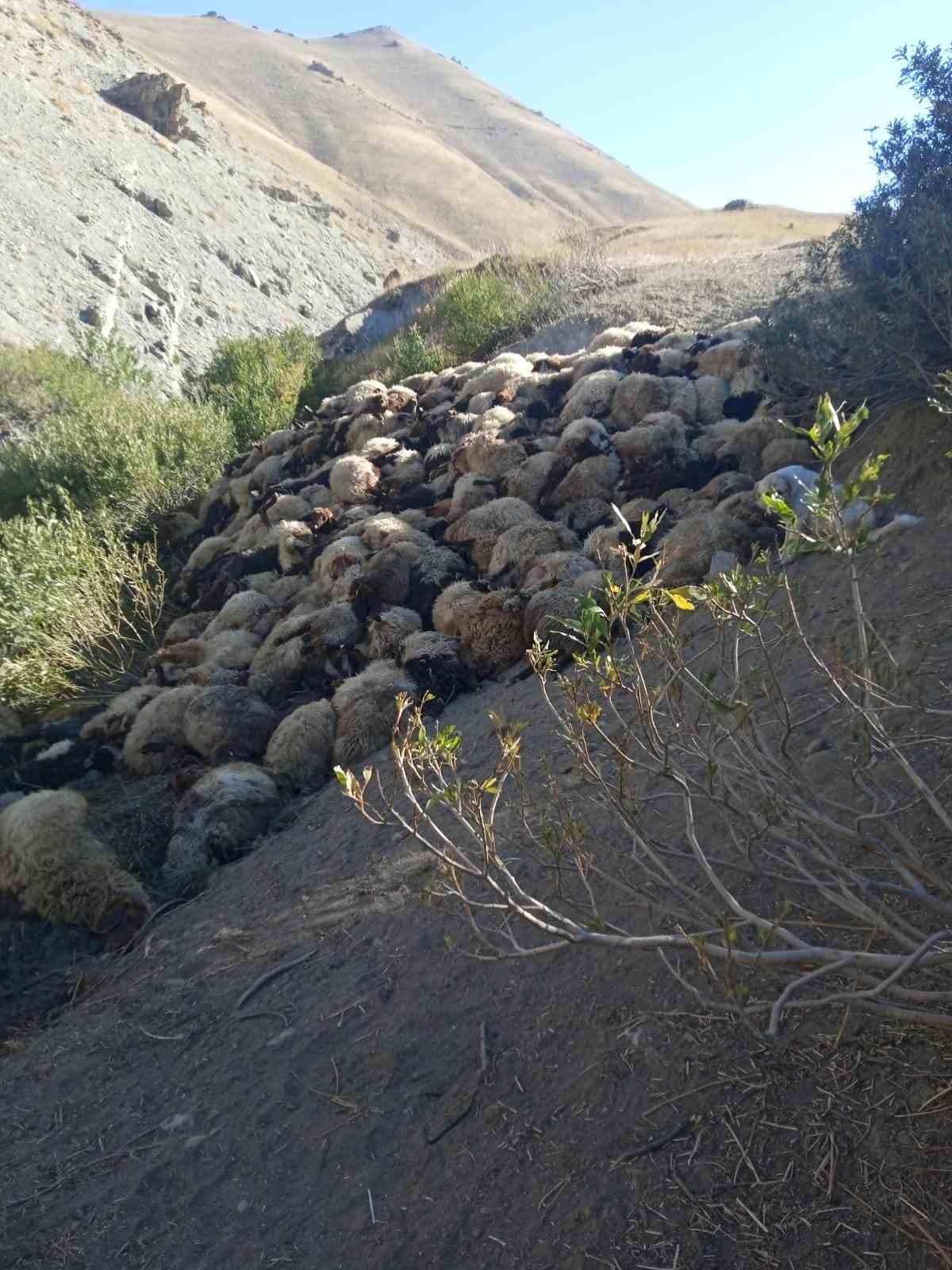 Hakkari’de kurtların saldırdığı 300 koyun birbirini ezerek telef oldu