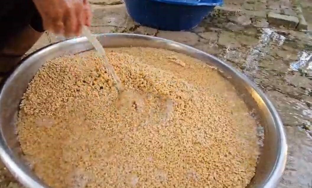 Buğdayın, bulgur olma yolculuğu başladı
