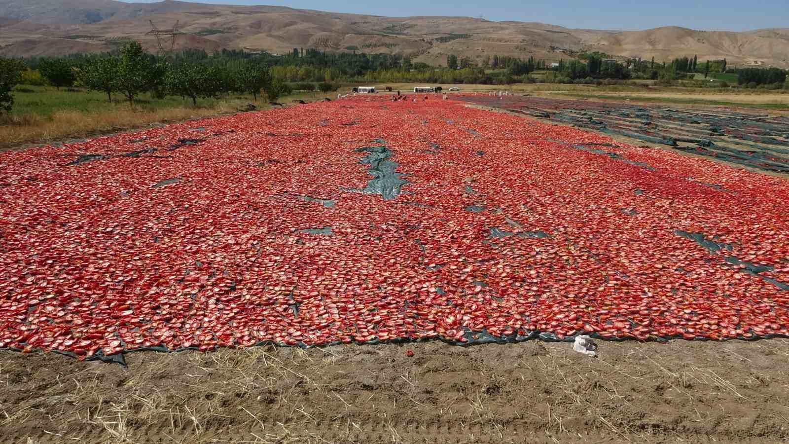 Kurutmalık domateste hasat devam ediyor
