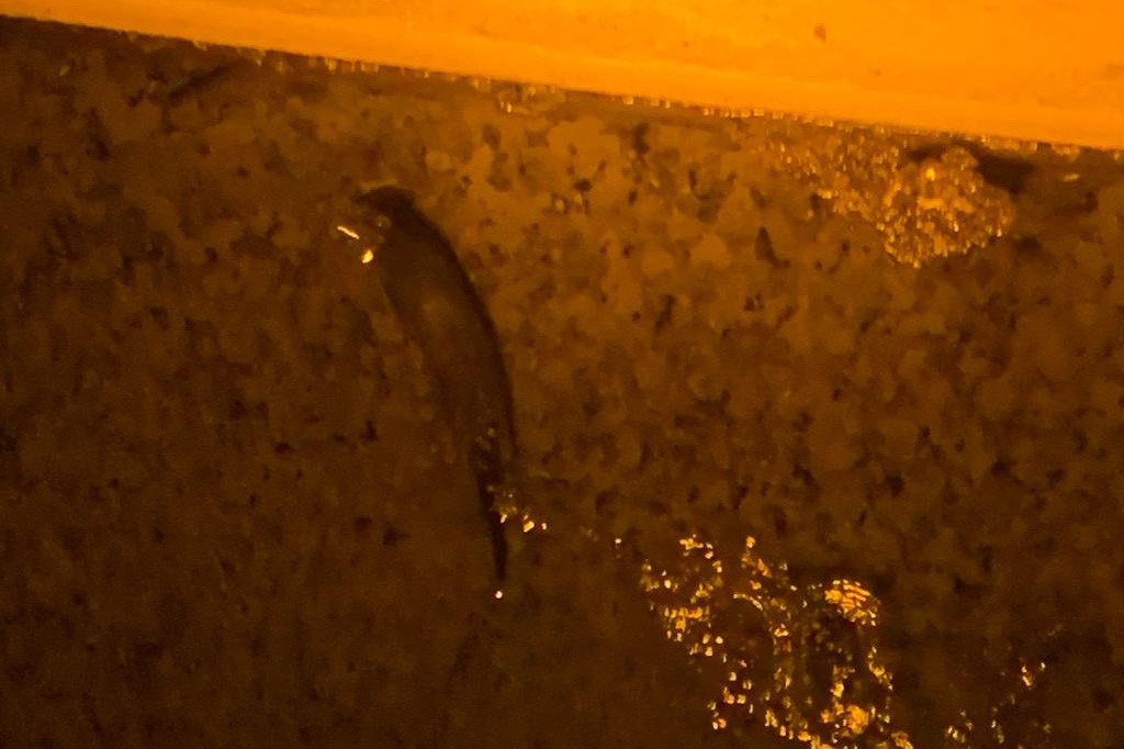 Harşit Çayı’nda koruma altındaki su samurları 3’ü bir arada görüntülendi