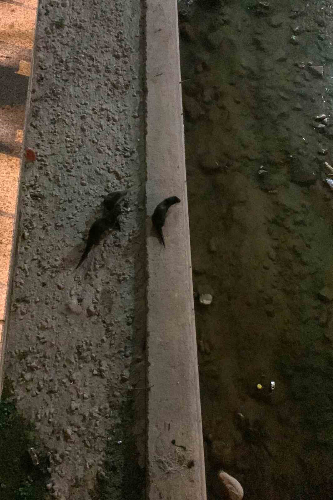 Harşit &Ccedil;ayı&rsquo;nda koruma altındaki su samurları 3&rsquo;&uuml; bir arada g&ouml;r&uuml;nt&uuml;lendi
