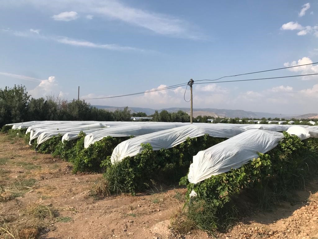 Üzümler branda örtülerle koruma altına alındı

