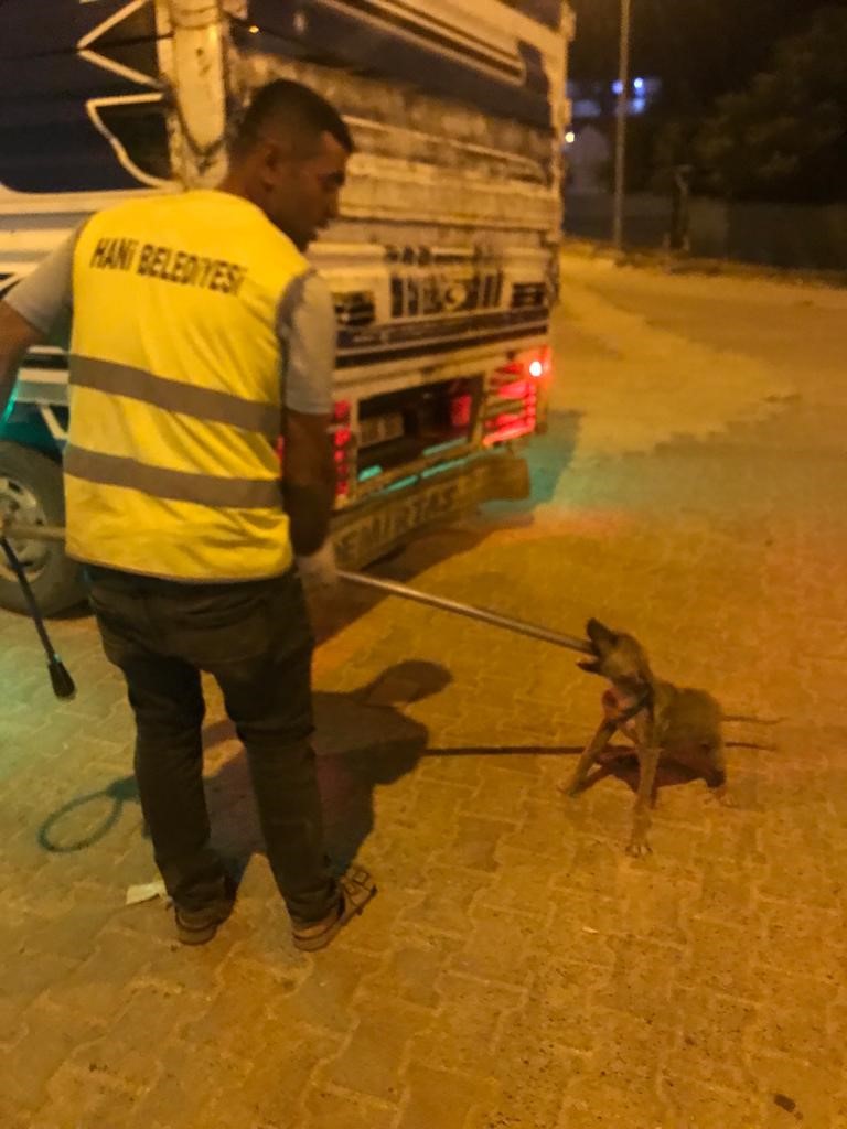 Diyarbakır’da uyuz belirtisi gösteren 14 sokak hayvanı barınağa götürüldü