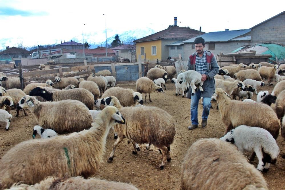 B&uuml;y&uuml;kbaş ve k&uuml;&ccedil;&uuml;kbaş hayvan sayısında azalma yaşandı
