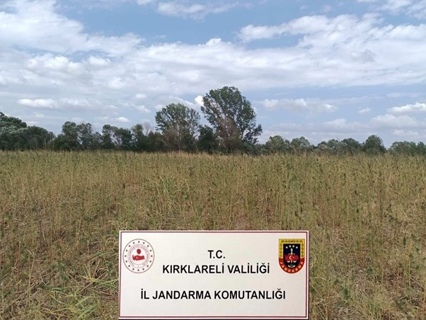 Kırklareli’nde 164 bin 232 kök kenevir ele geçirildi