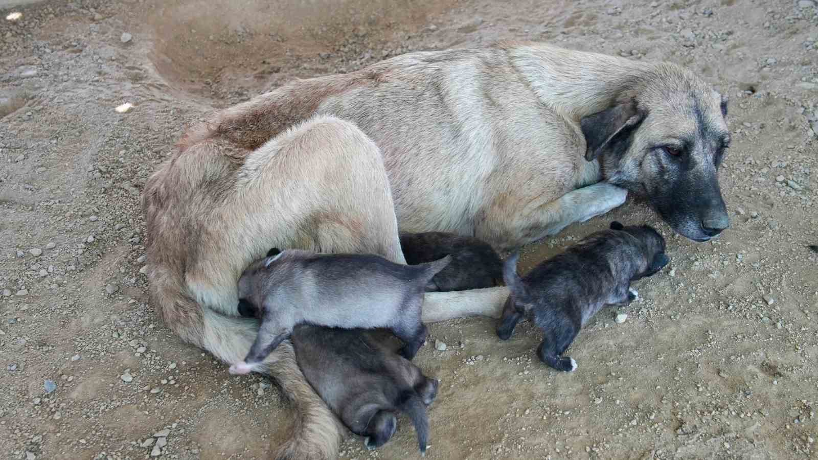 Tarsus’ta uçurumun kenarında mahsur kalan köpek ve yavruları belediye ekiplerince kurtarıldı
