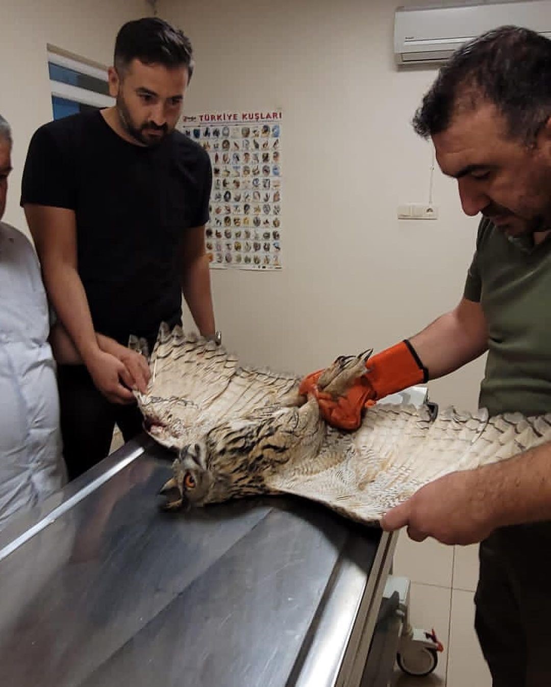 Puhu kuşu tedavi altına alındı
