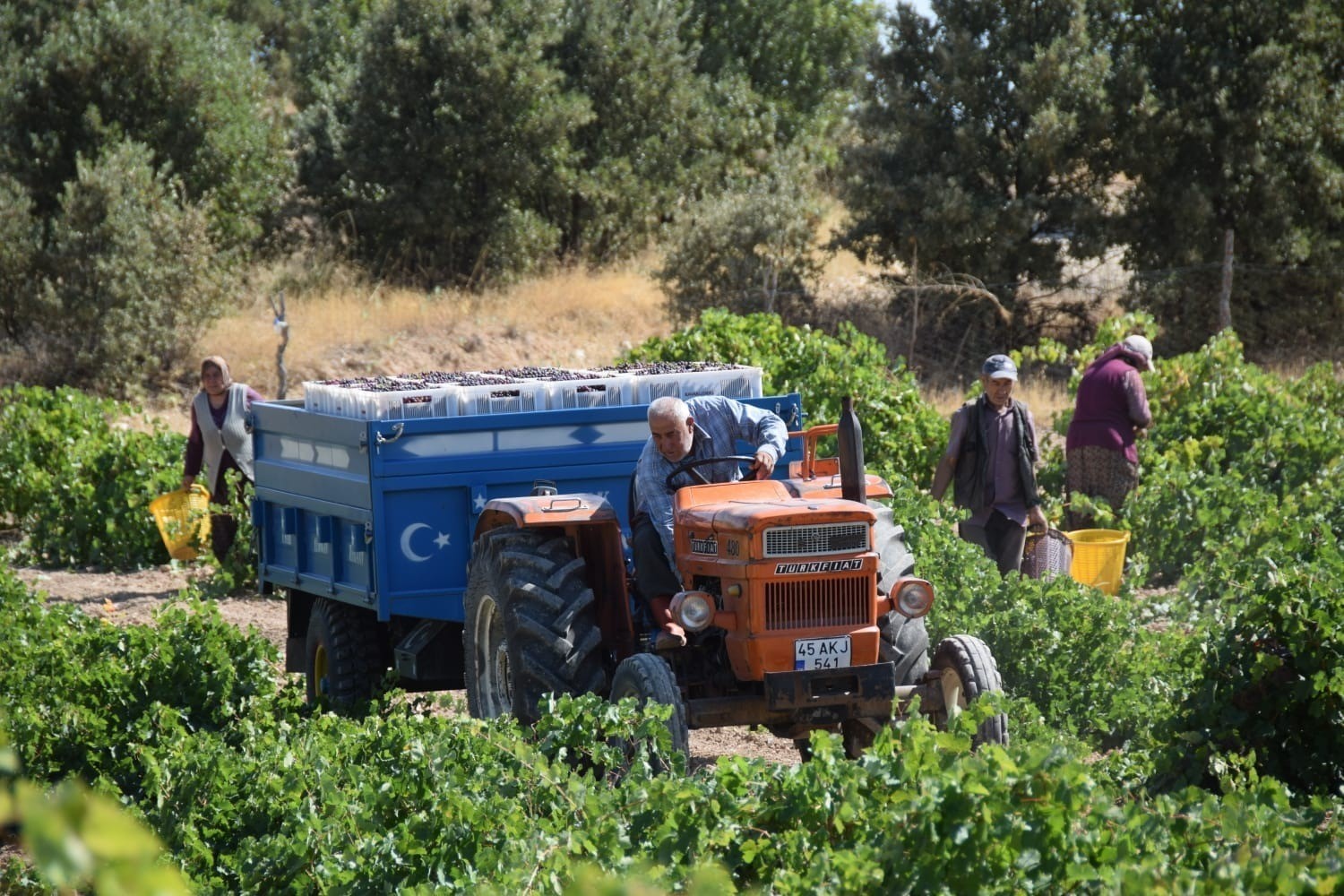 Uşak’ta bağ bozumu başladı