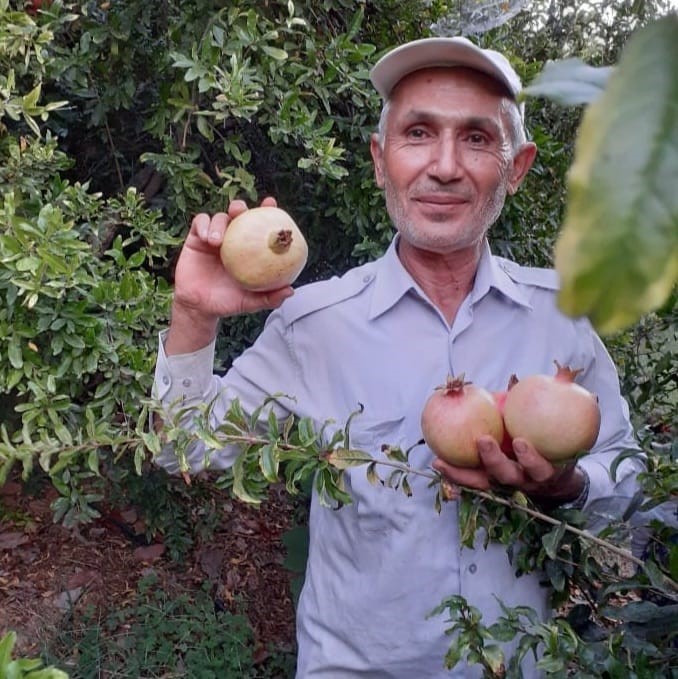 Gazipaşa’da çekirdeksiz ve dikensiz narın hasadında sona gelindi
