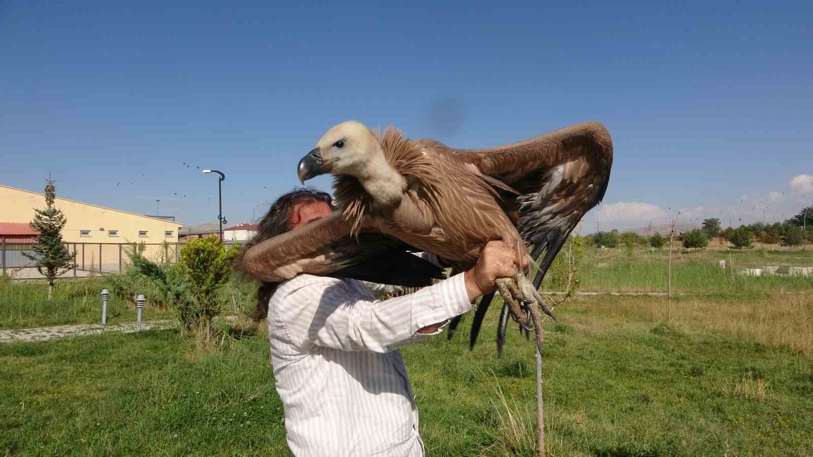 Nesli tehlikede olan kızıl akbaba tedavi altına alındı
