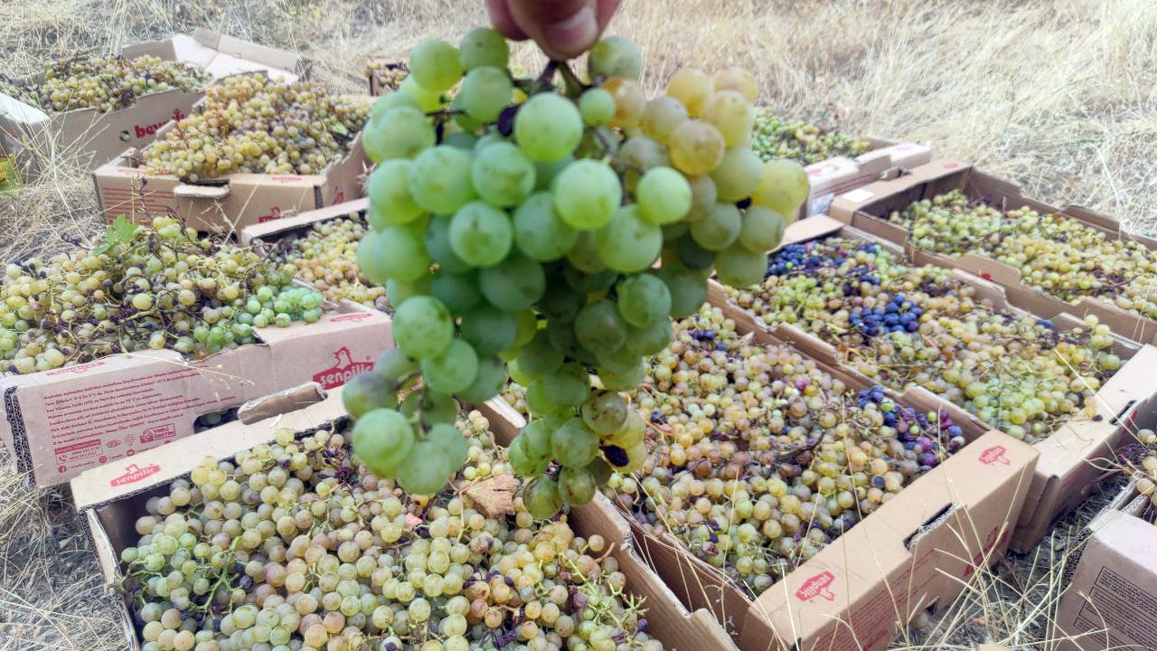 Yozgat&rsquo;ta bağ bozumu başladı
