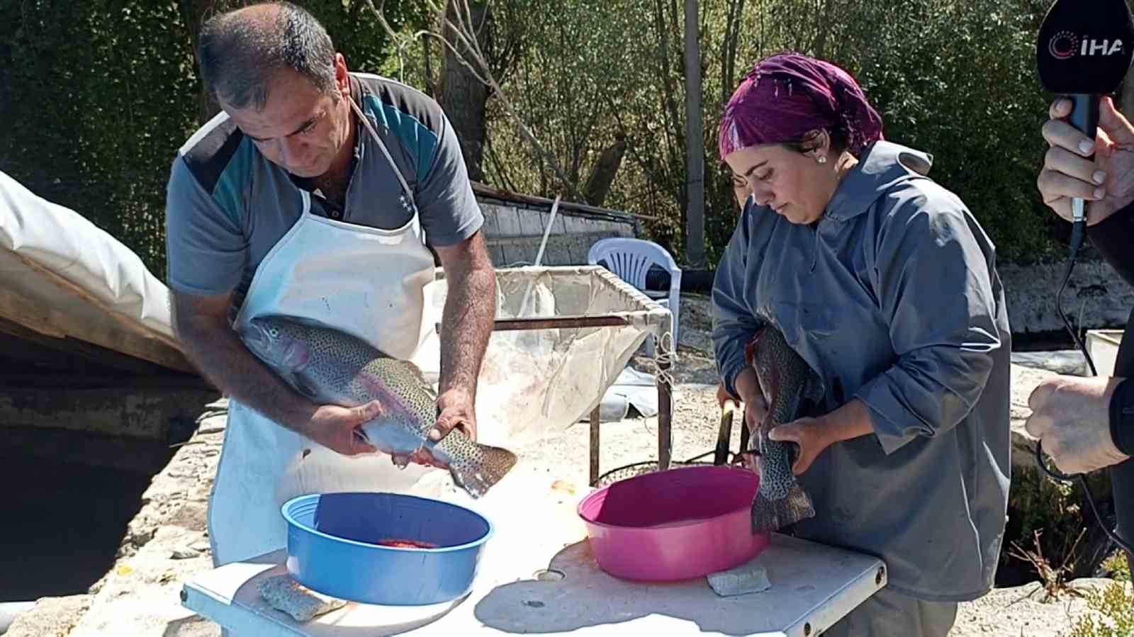 Deniz olmayan Sivas’ta balık sağımı başladı
