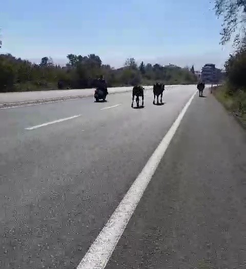 Büyükbaş hayvanlar sürücülere zor anlar yaşattı
