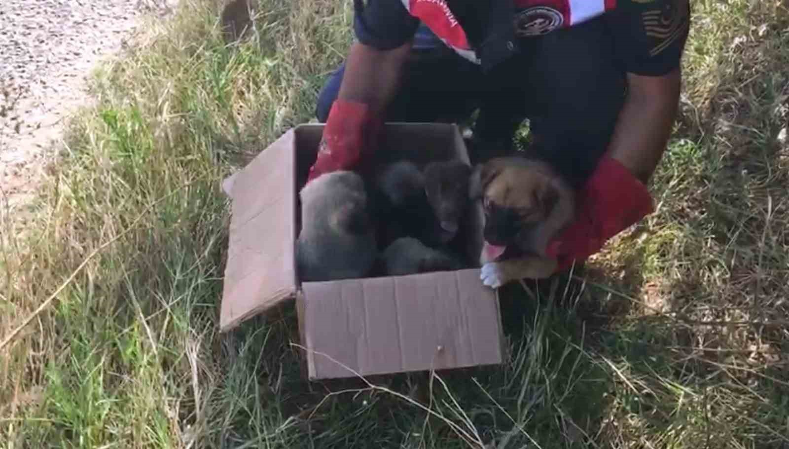 Yol kenarına atılan 5 yavru k&ouml;peğe jandarma sahip &ccedil;ıktı
