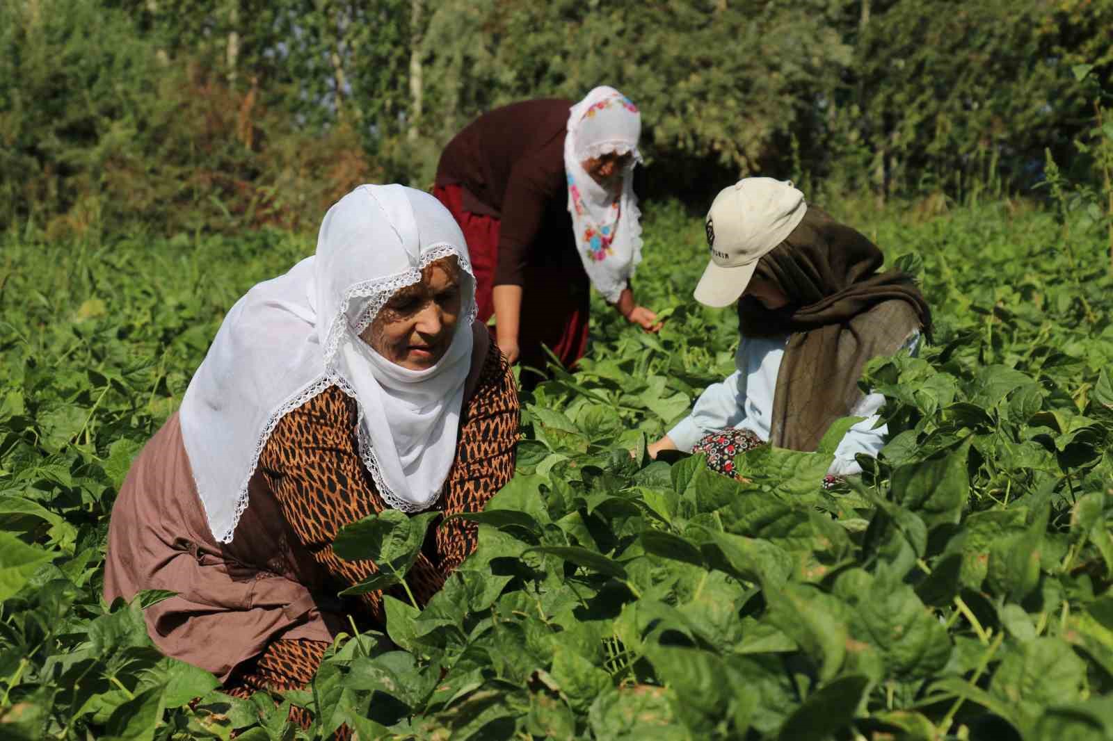 Van’ın ‘Gevaş fasulyesi’ tescillendi
