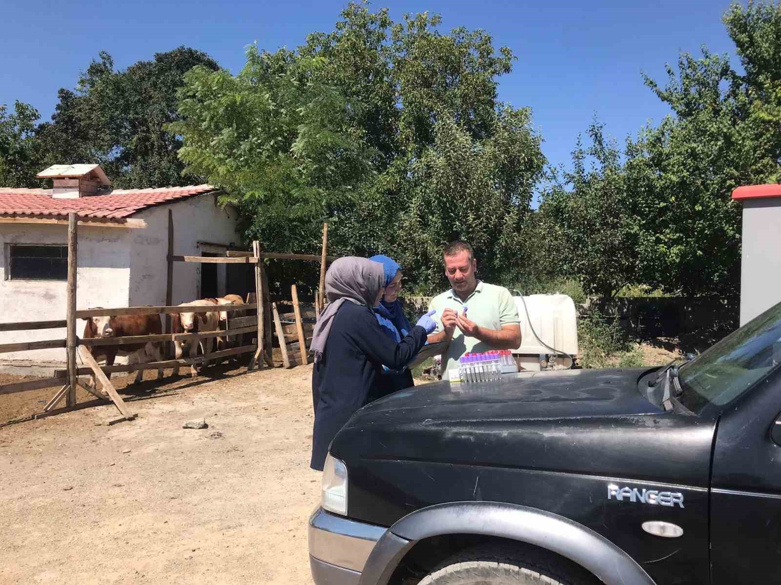 Erzincan&rsquo;a gelen ithal hayvanların kontrolleri yapılıyor
