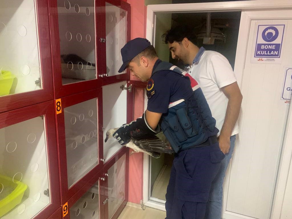 Jandarmadan yaralı martıya şefkat eli
