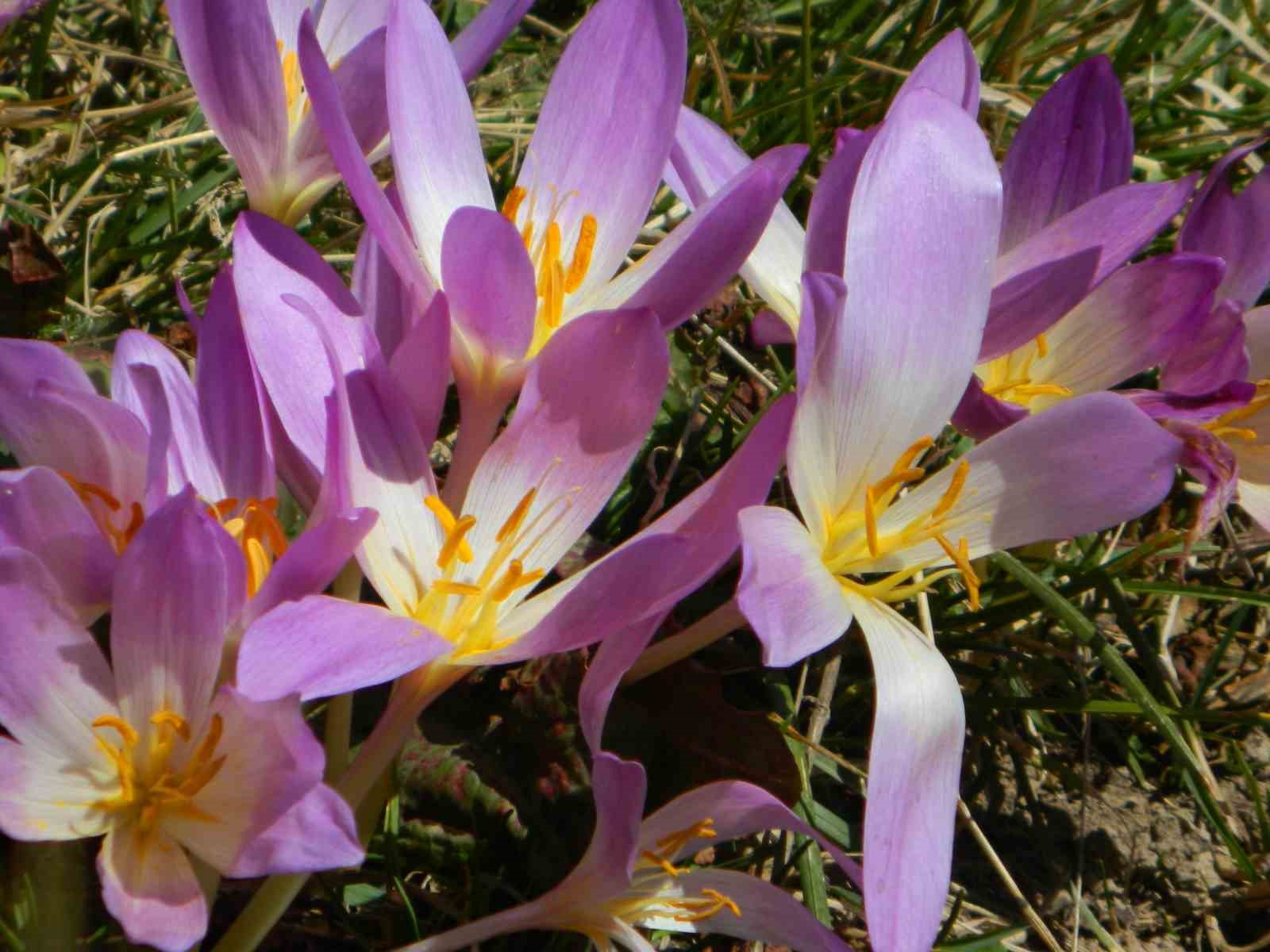Posof Yaylaları &Ccedil;iğdemlerle g&ouml;rsel ş&ouml;len sunuyor
