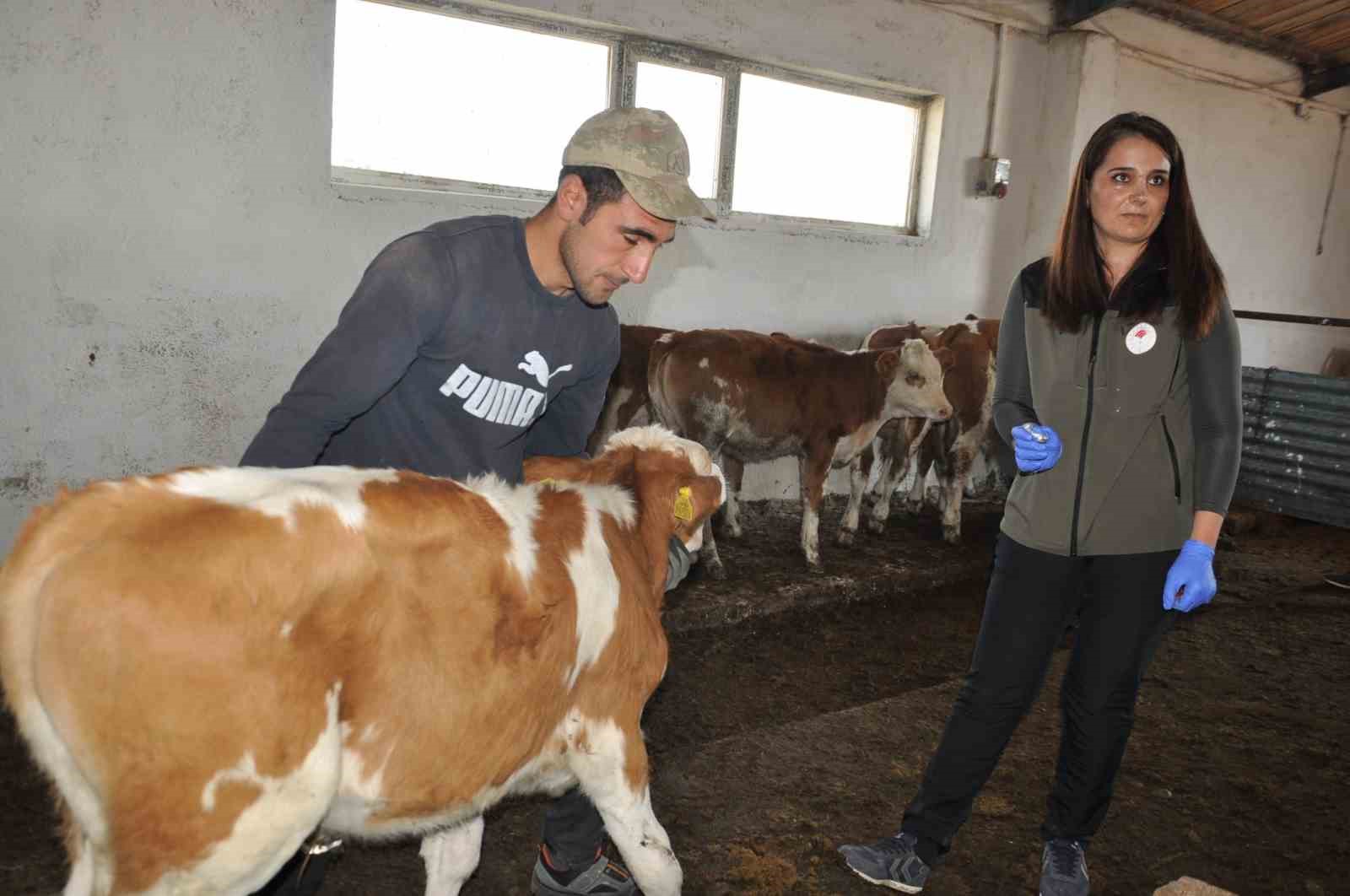 Kars&rsquo;ta Sonbahar D&ouml;nemi Şap Aşılama kampanyası başladı
