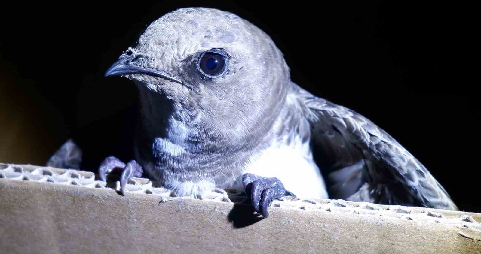 Dünyanın en nadir kuşlarından ebabil Edirne’de bulundu