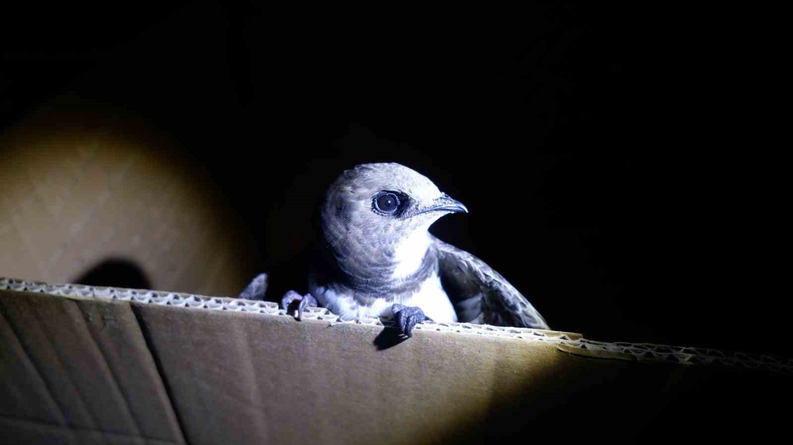 D&uuml;nyanın en nadir kuşlarından ebabil Edirne&rsquo;de bulundu
