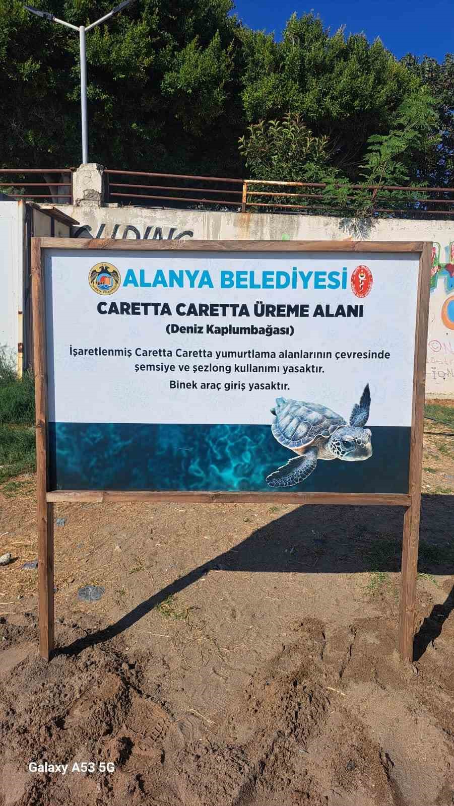 Alanya Belediyesinden caretta carettalara özel çalışma
