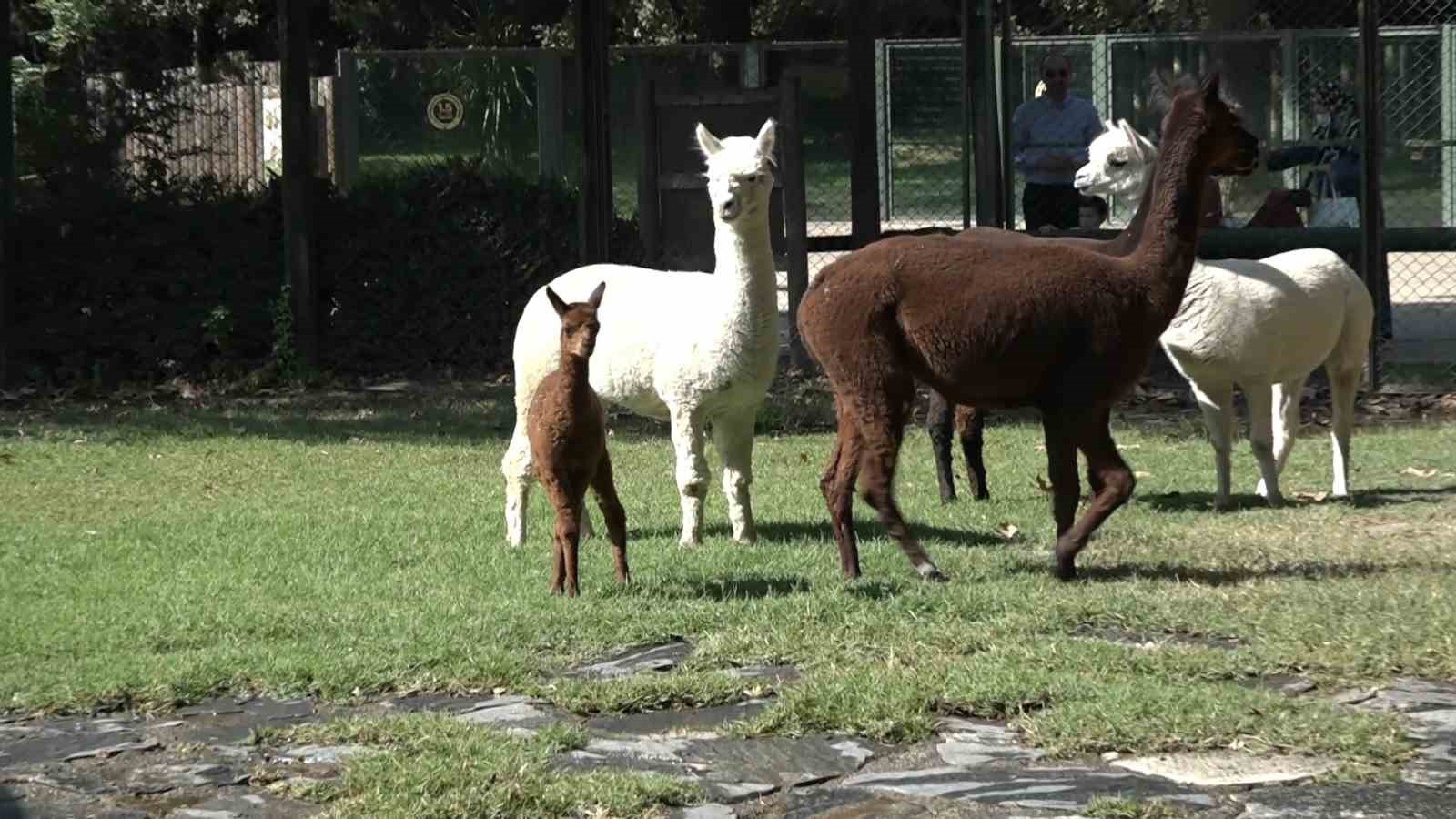 (&Ouml;zel) Yavru alpaka Bursa&rsquo;nın neşe kaynağı oldu
