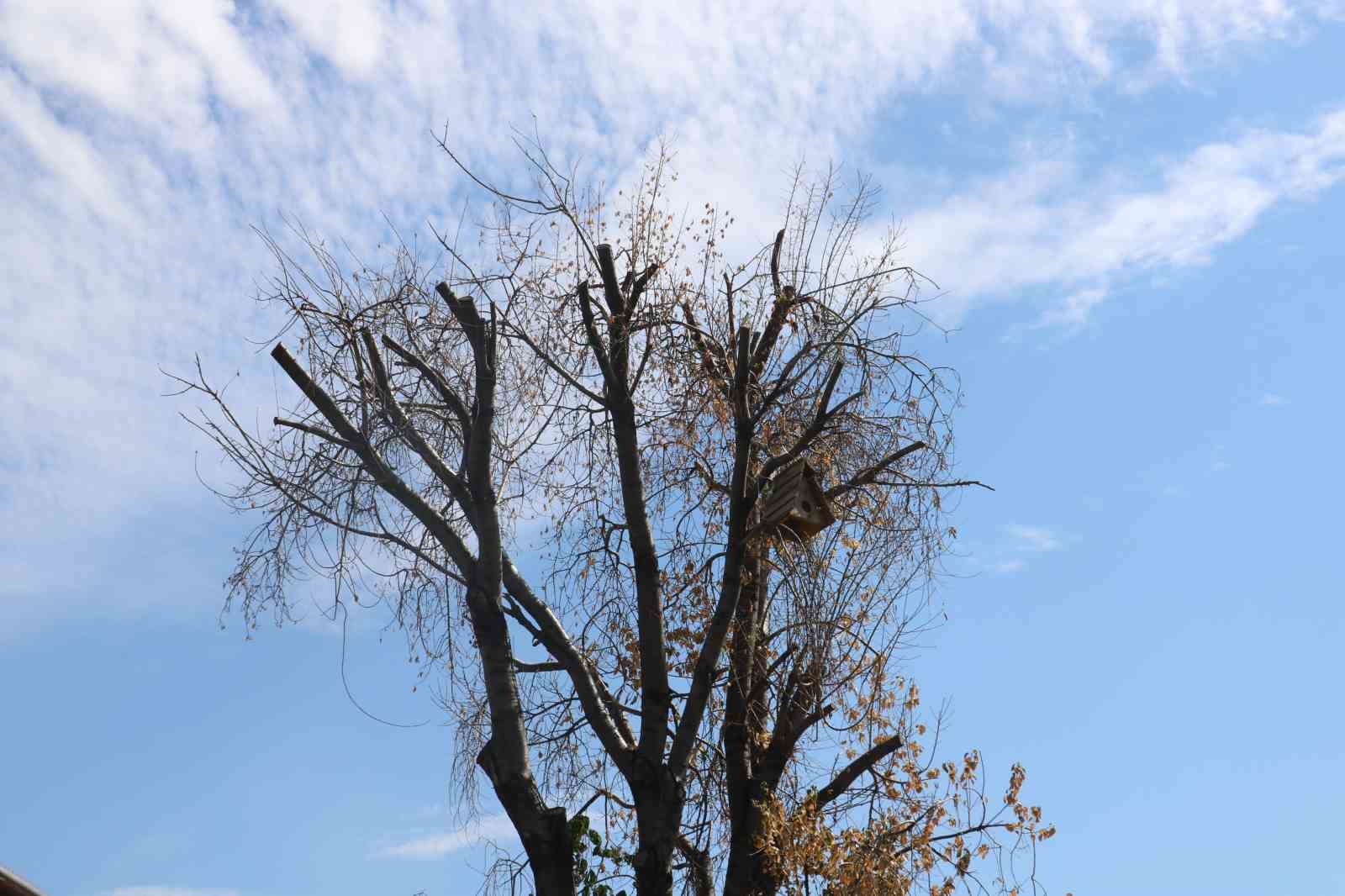 Sivas&rsquo;ın sembol&uuml; &lsquo;Tek Ağa&ccedil;&rsquo; kurudu
