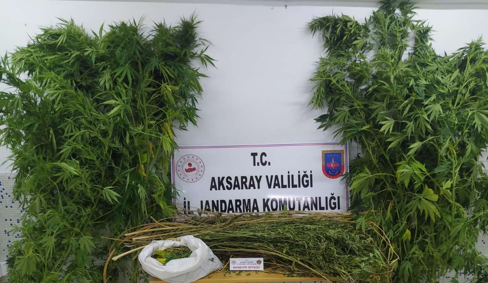 Aksaray jandarmadan kenevir operasyonu