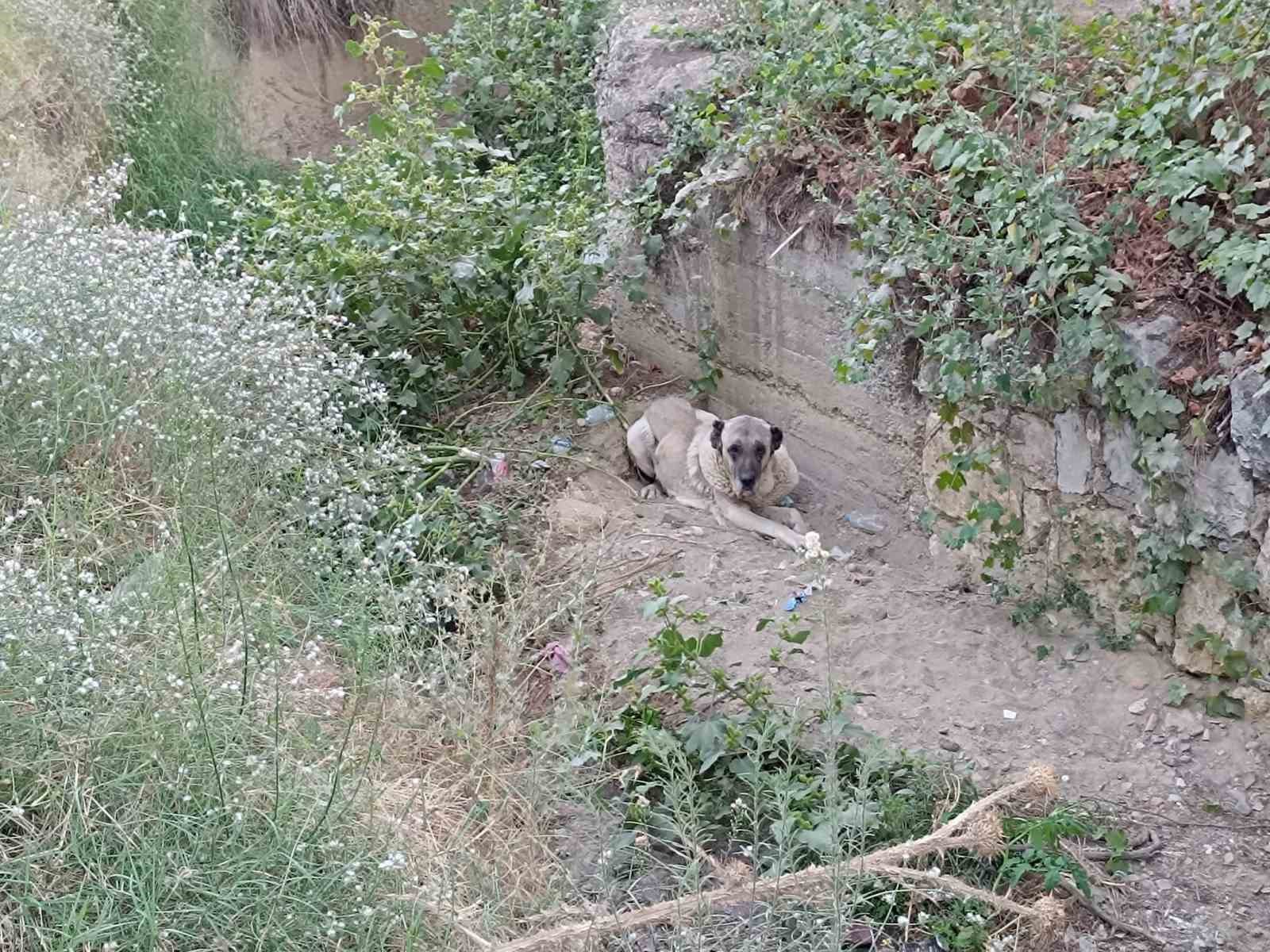 Turgutlu’da dere yatağında mahsur kalan köpek kurtarıldı