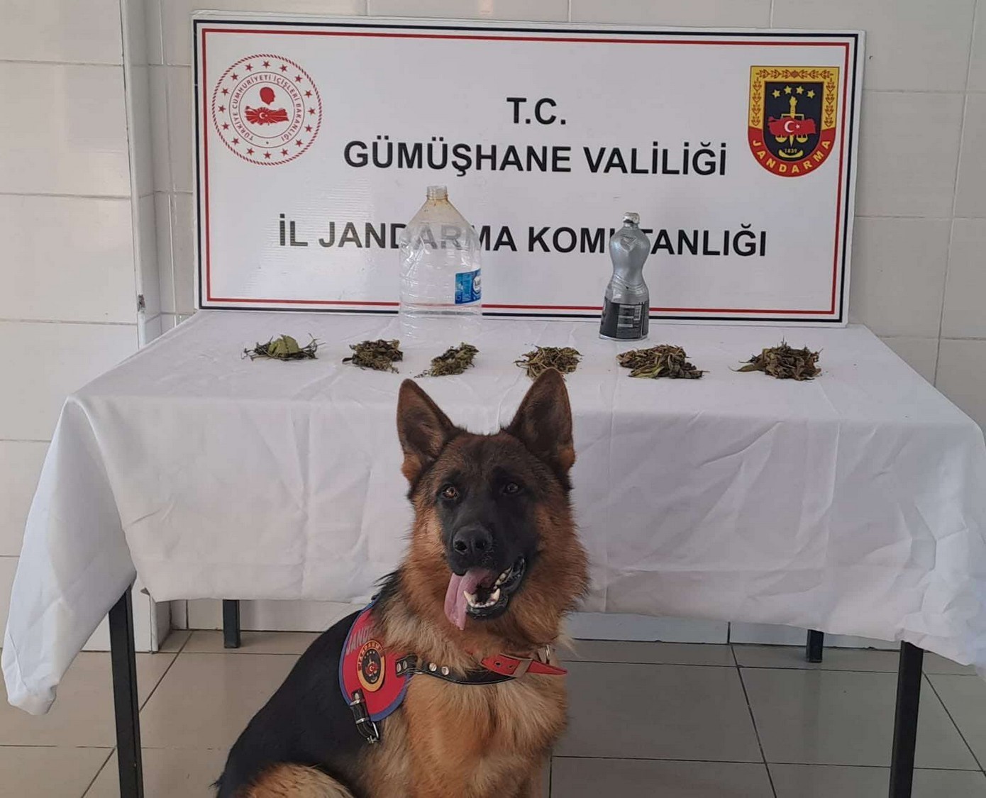 Jandarma’dan Şiran’da uyuşturucu operasyonu