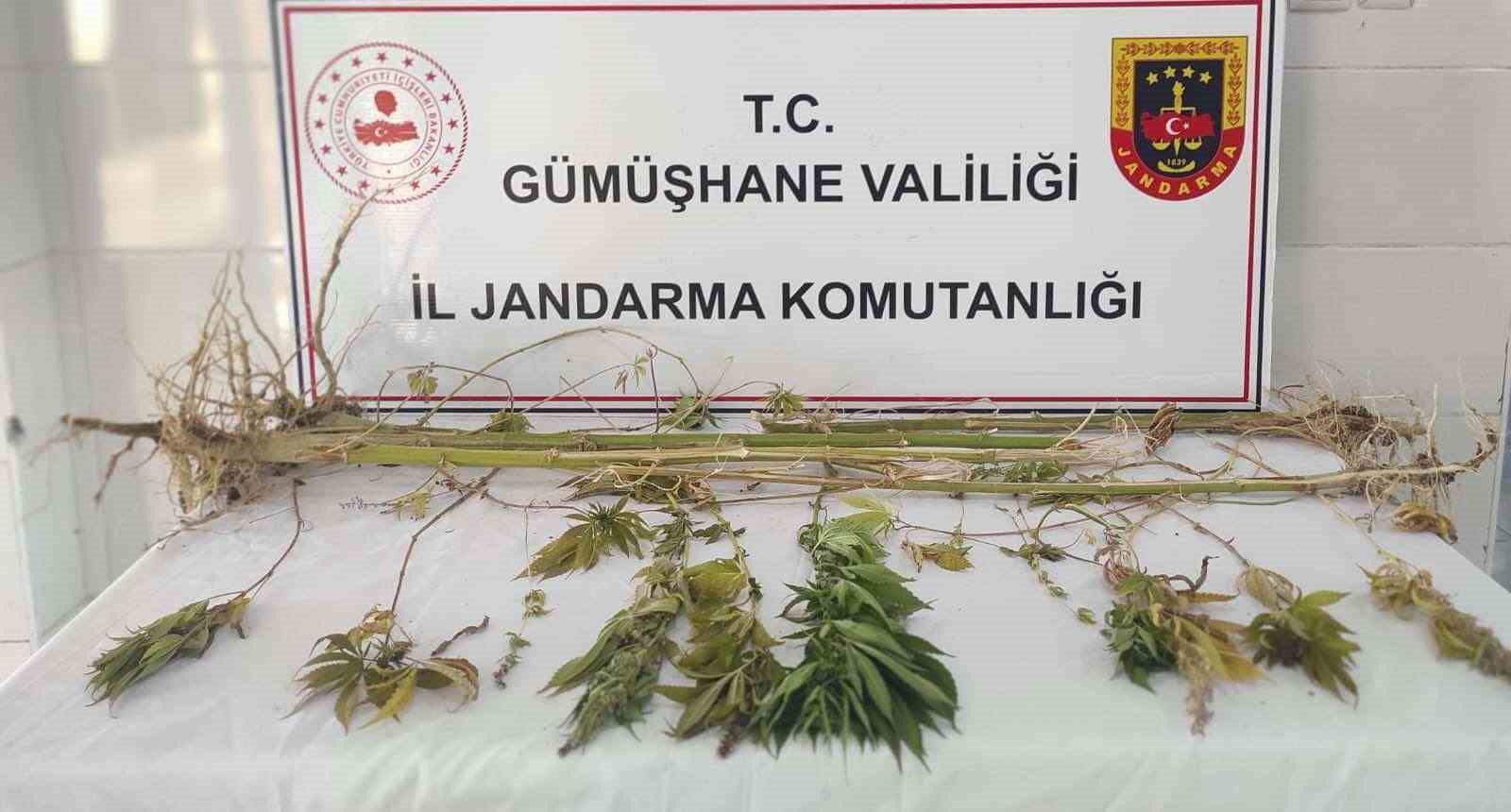 Jandarma&rsquo;dan Şiran&rsquo;da uyuşturucu operasyonu
