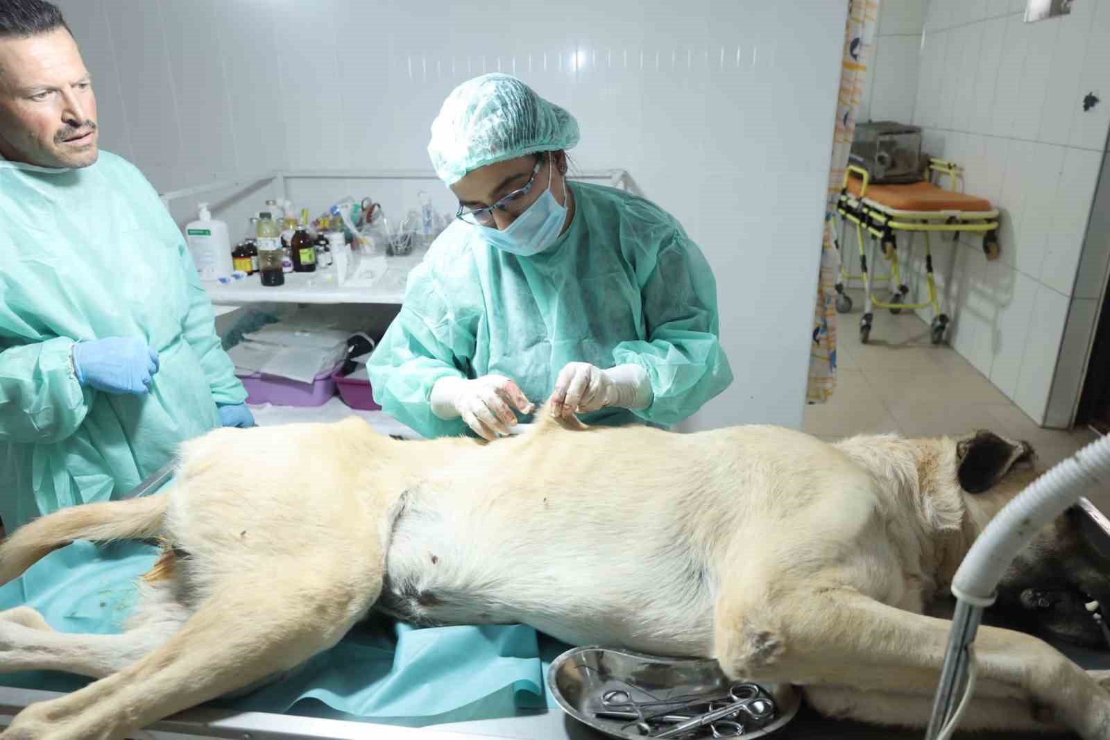 Elbistan’da sokak hayvanlarını kısırlaştırma ve aşılanma çalışması devam ediyor